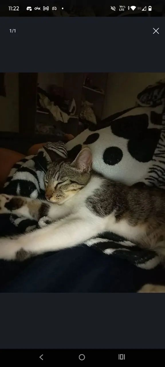 Gato - Foto 2