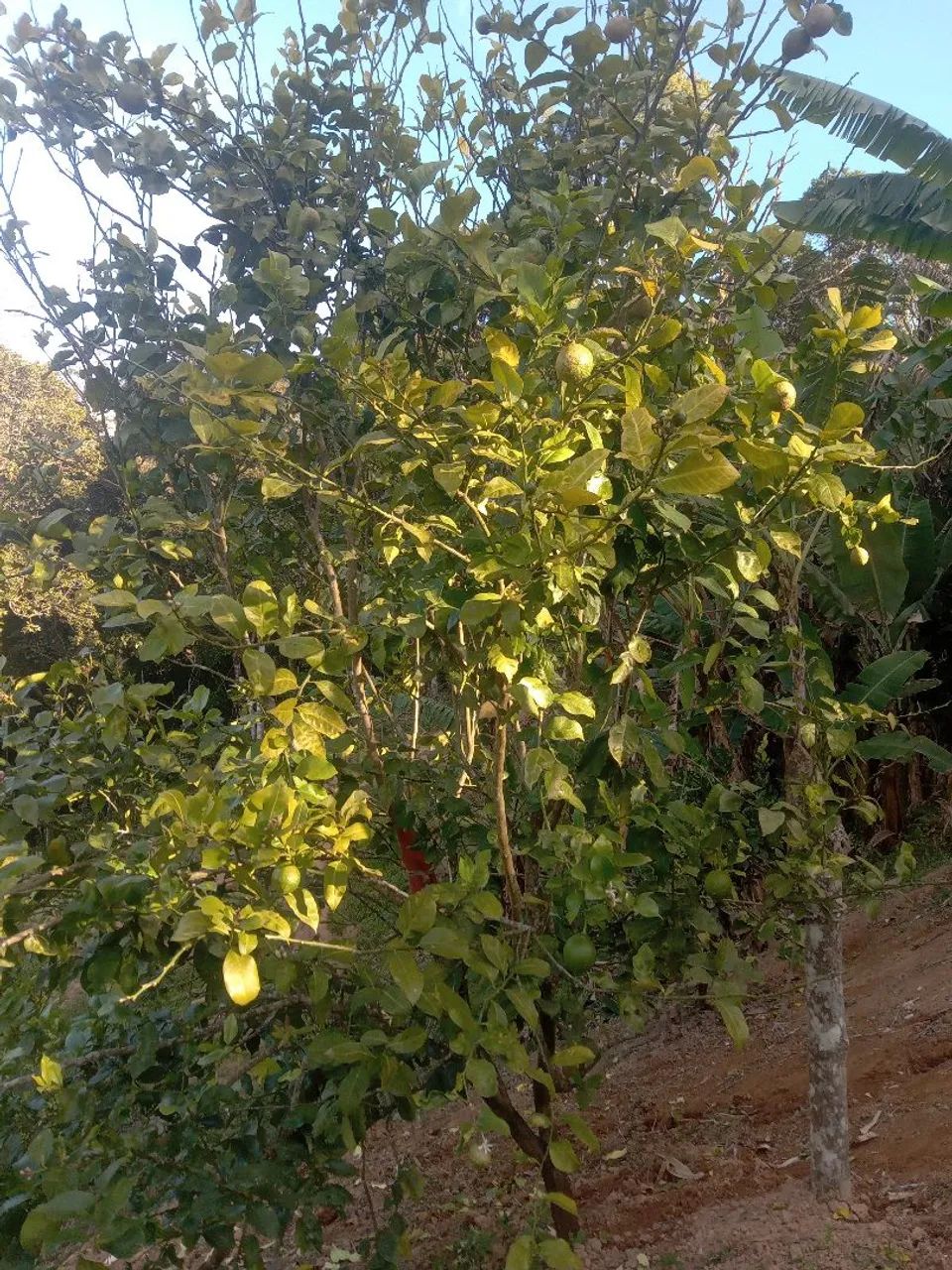 Vende-se essa chácara - Foto 2