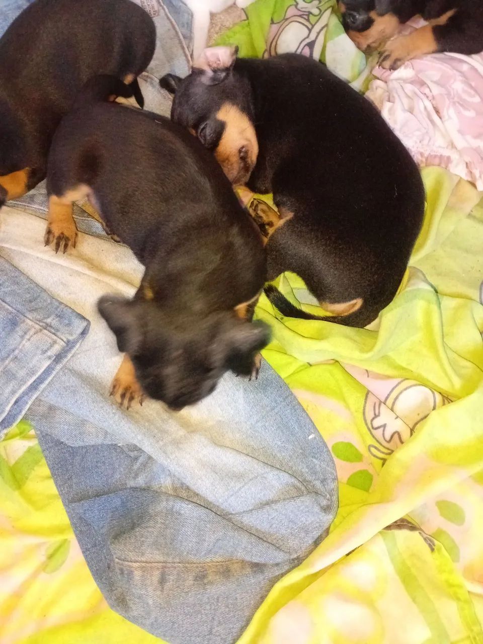 Animais - Foto 2