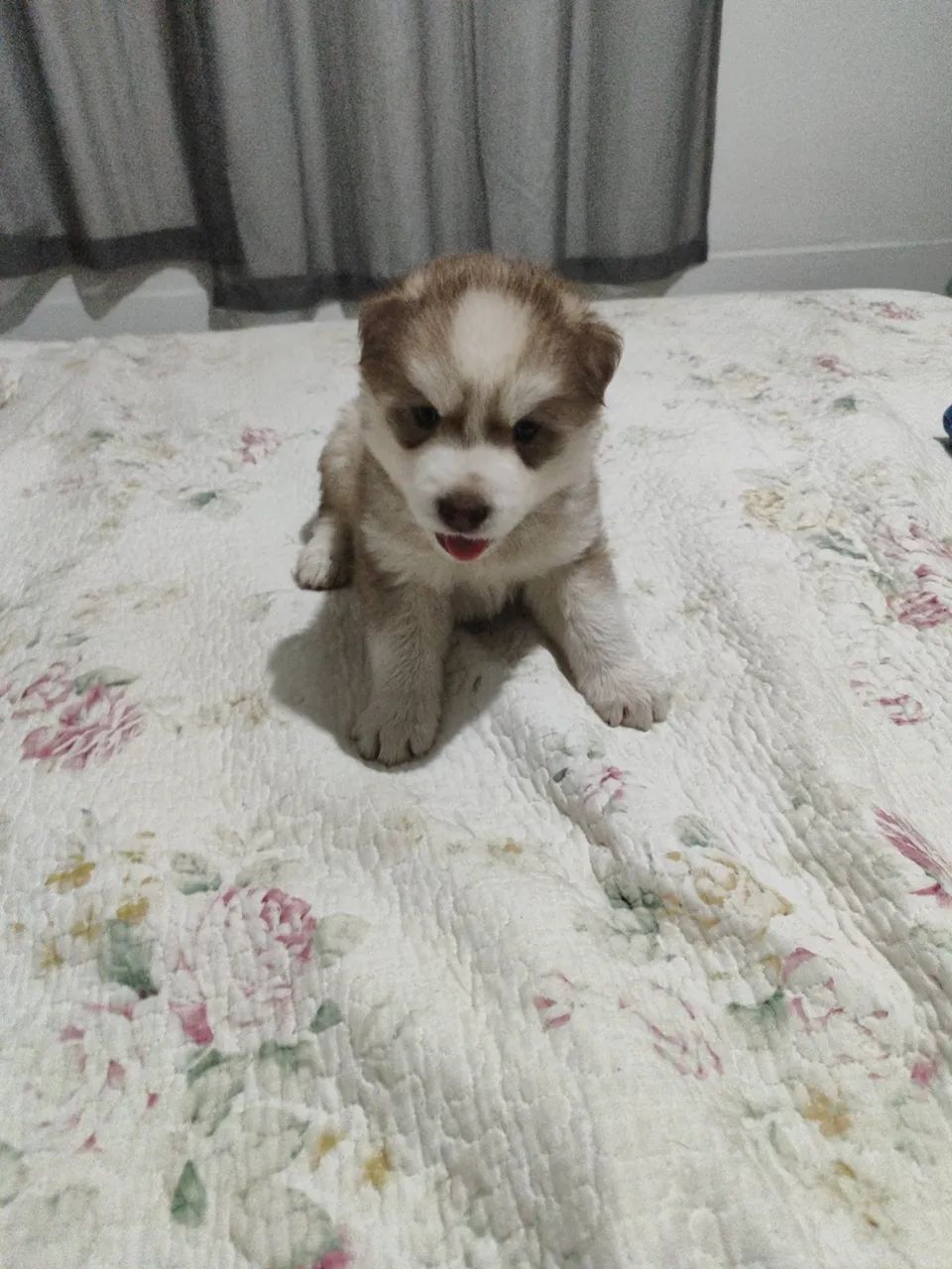 Husky siberiano - Foto 3