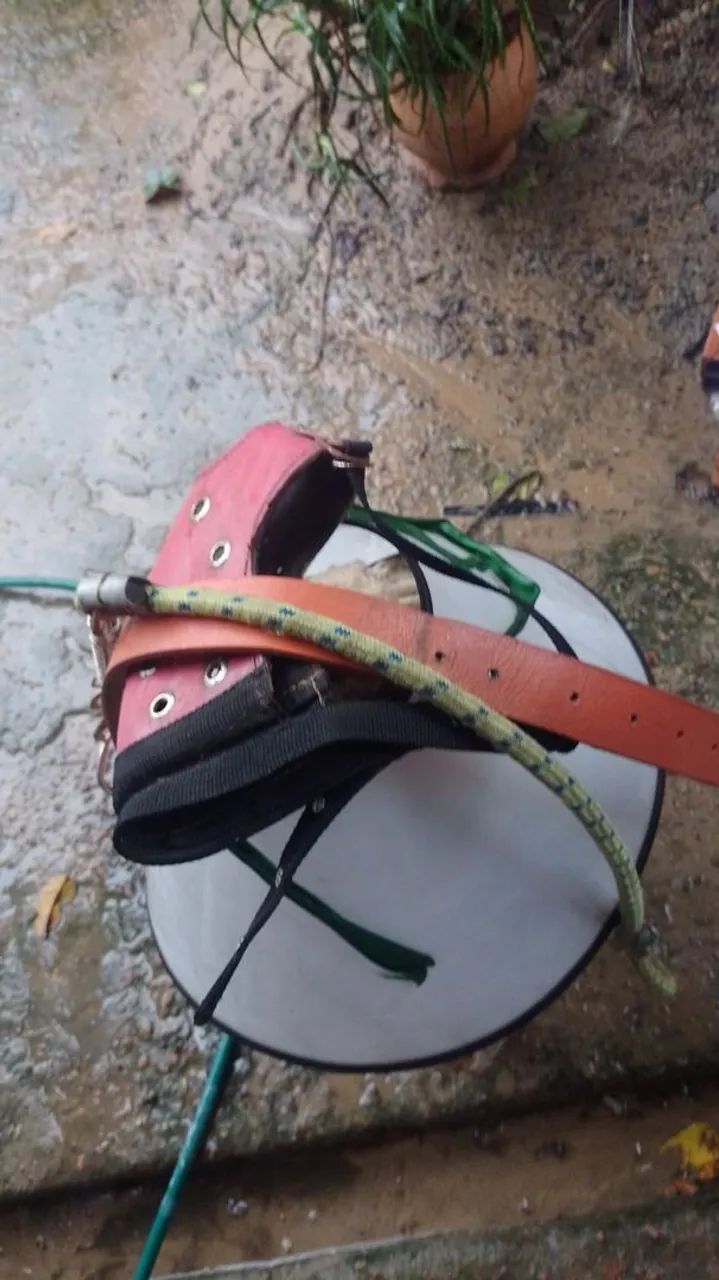 Focinheira, guia e cone