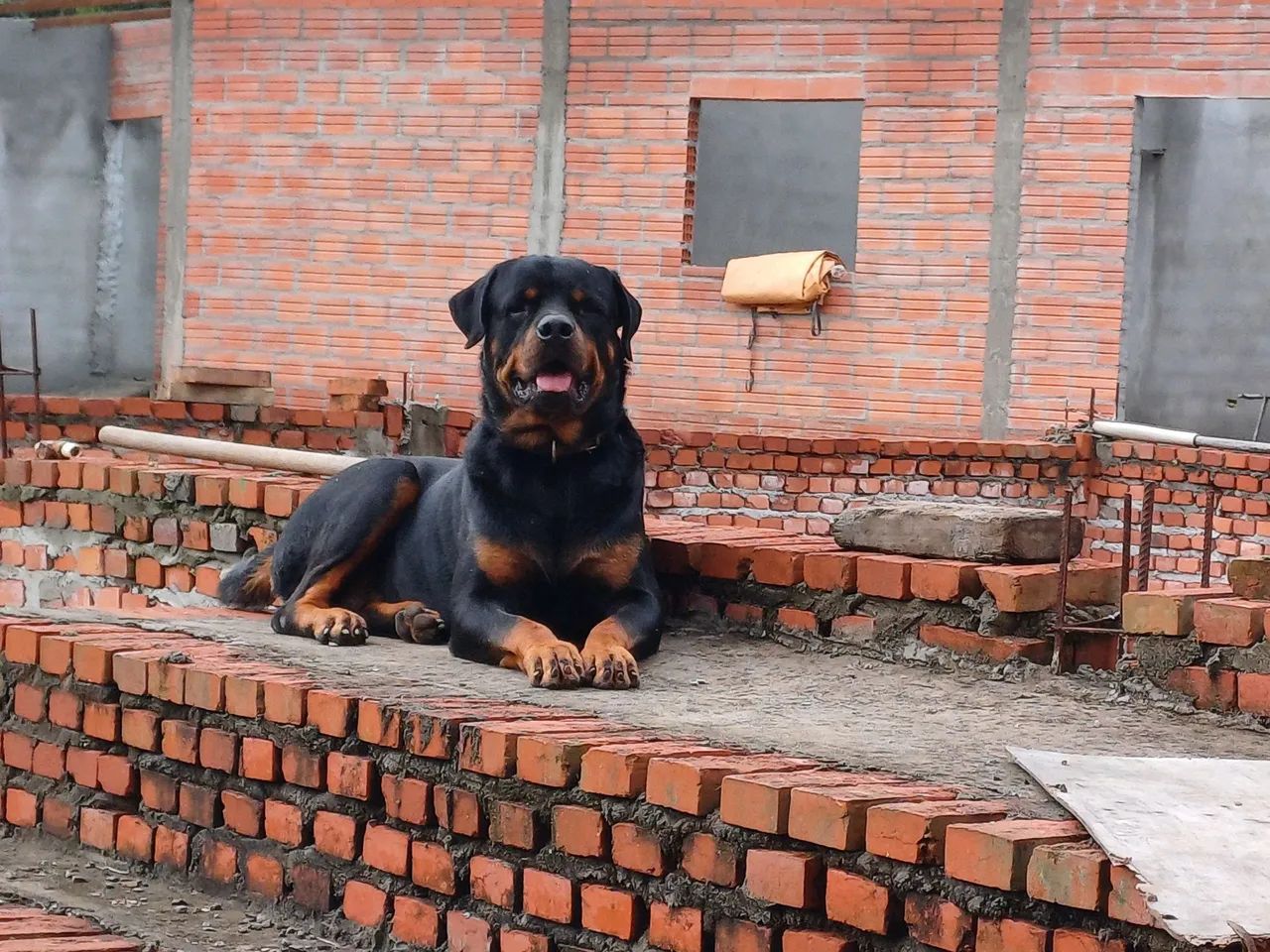 Filhote de Rottweiler  - Foto 5