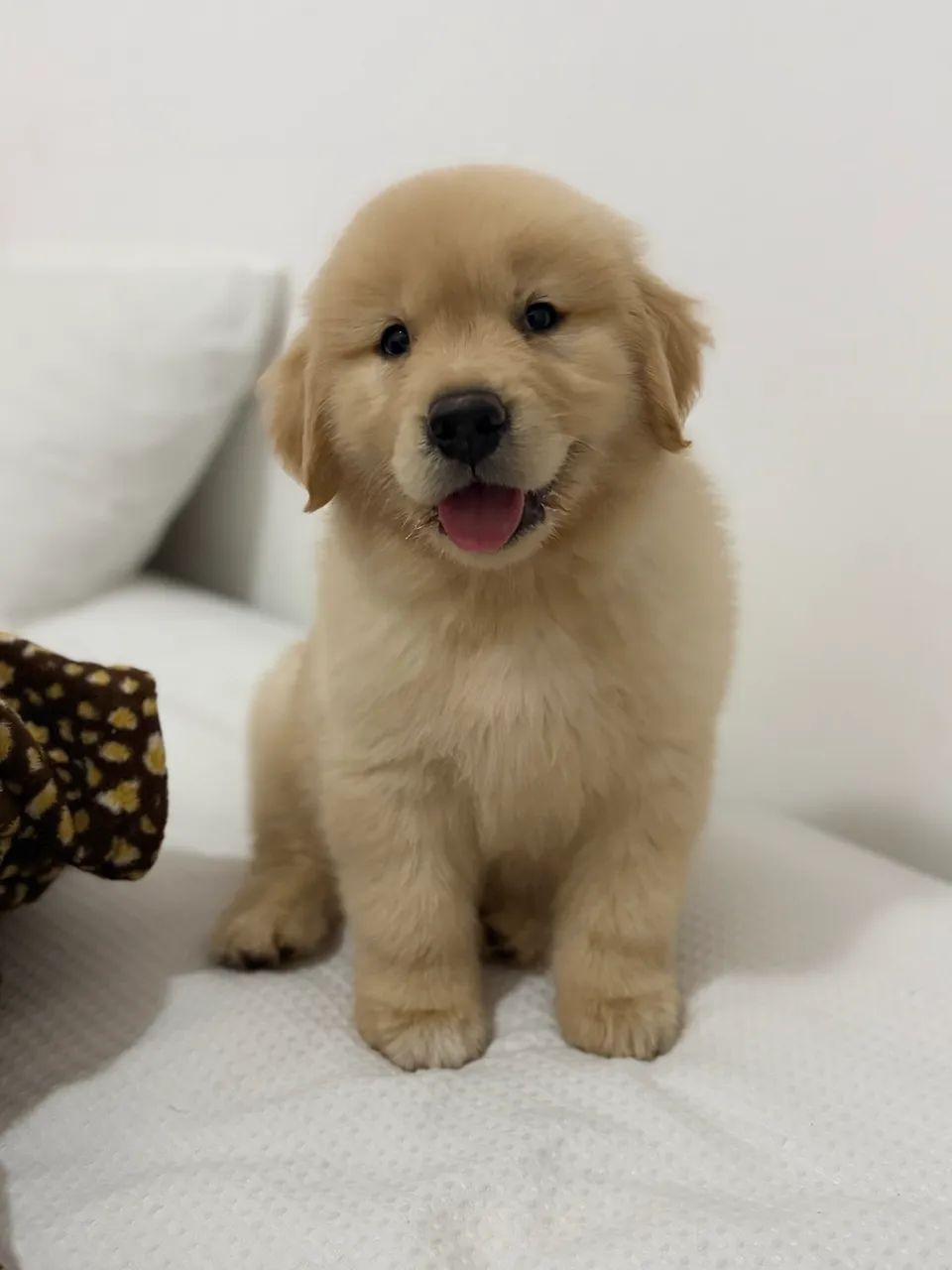 Golden retriever  - Foto 2
