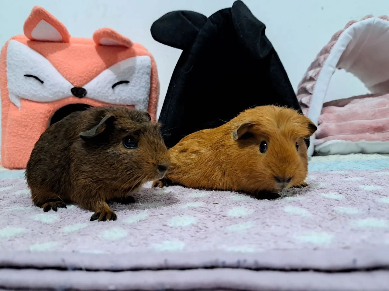 Porquinhos da Índia todas as raças  - Foto 6