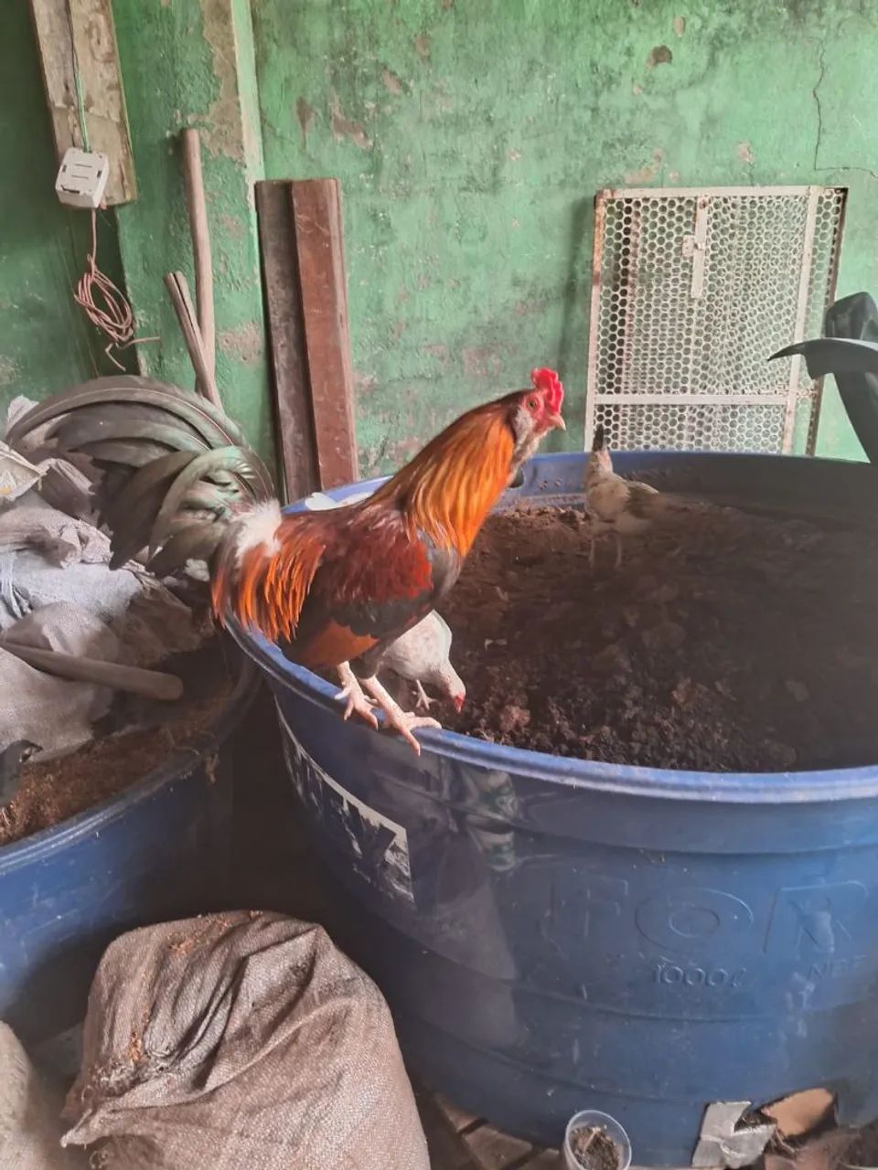 Galo