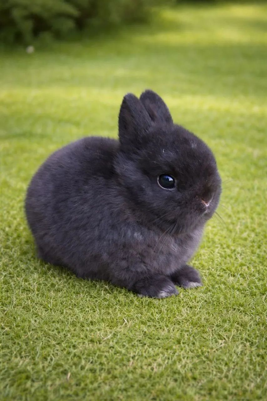 coelho anão raça netherland dwarf linhagem importada - Foto 5