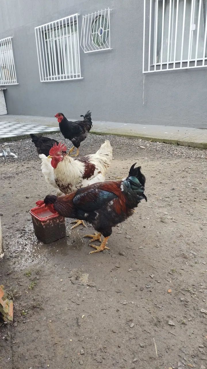 VendoGalos pintinhos e ovos GSB  - Foto 5