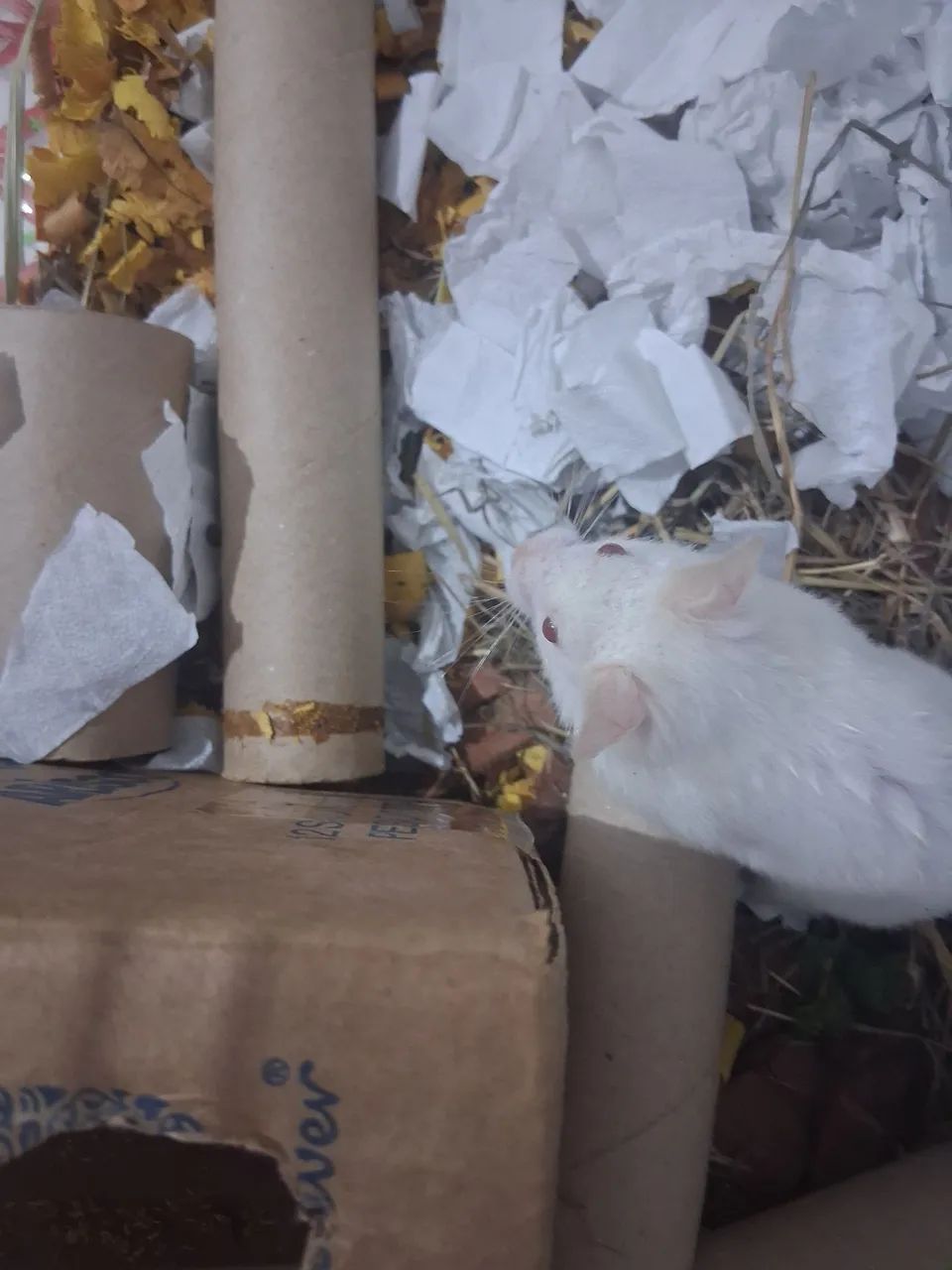 Roedor hamster sírio - Foto 3