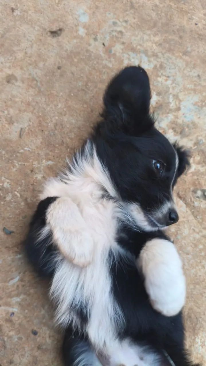 Cachorro  - Foto 2
