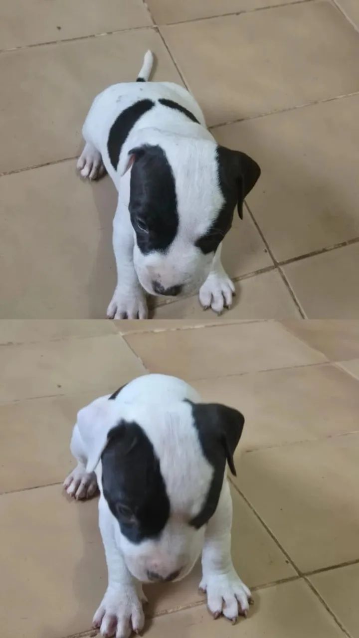 Pitmonster macho - Foto 4