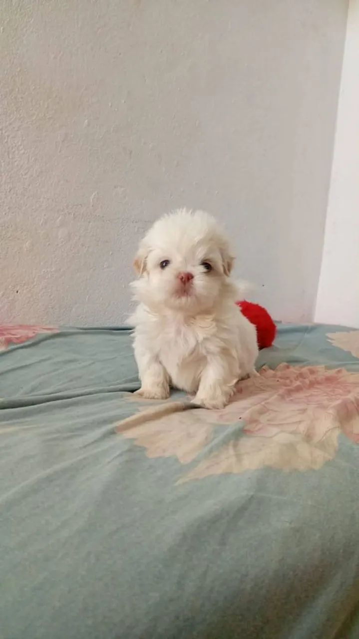 Shihtzu macho 