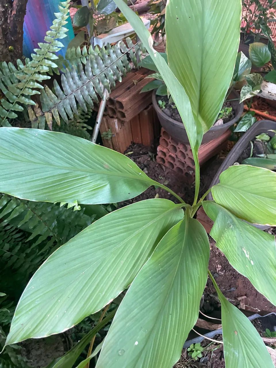 Mudas de plantas 