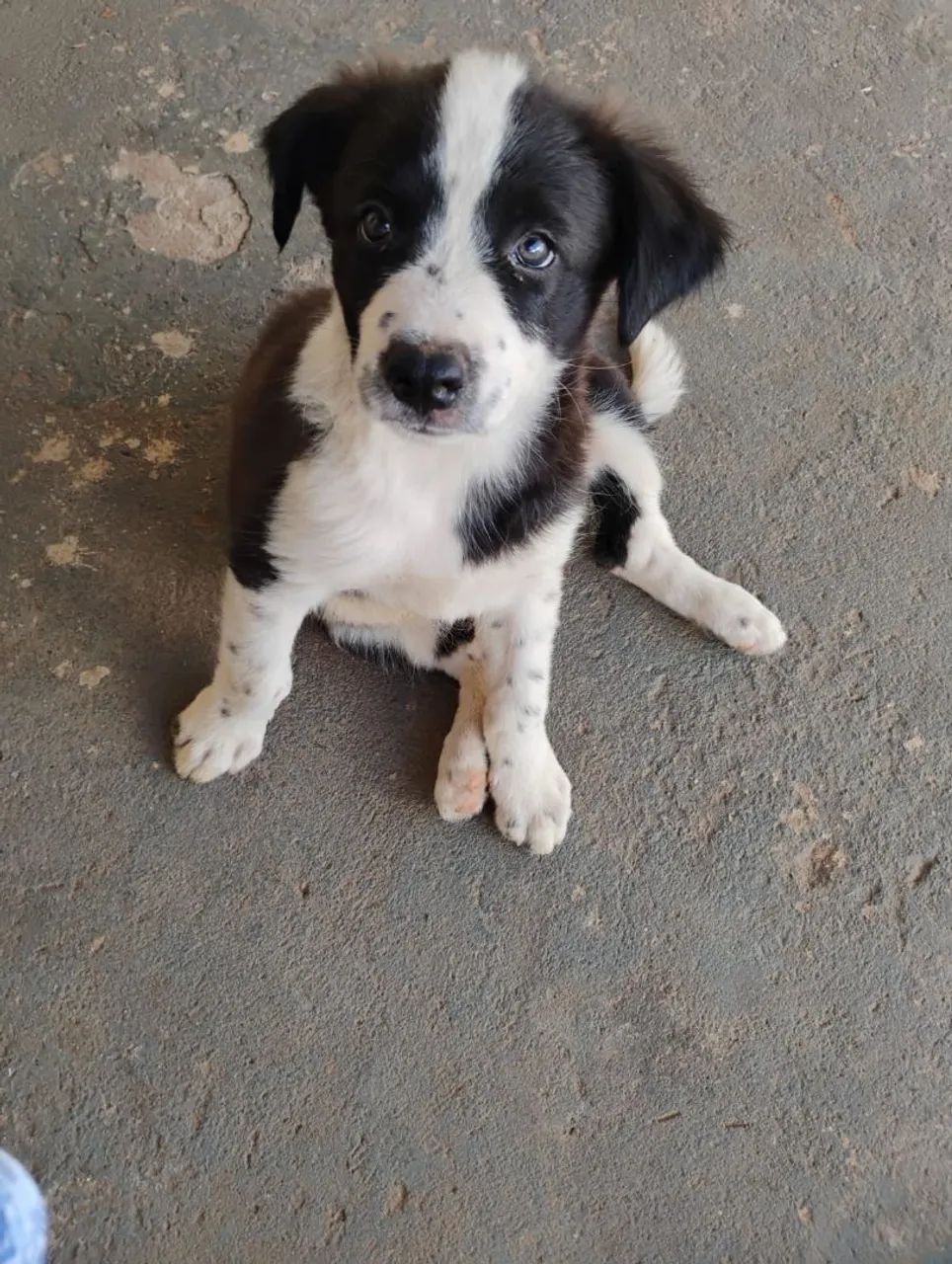 Filhote de border collie