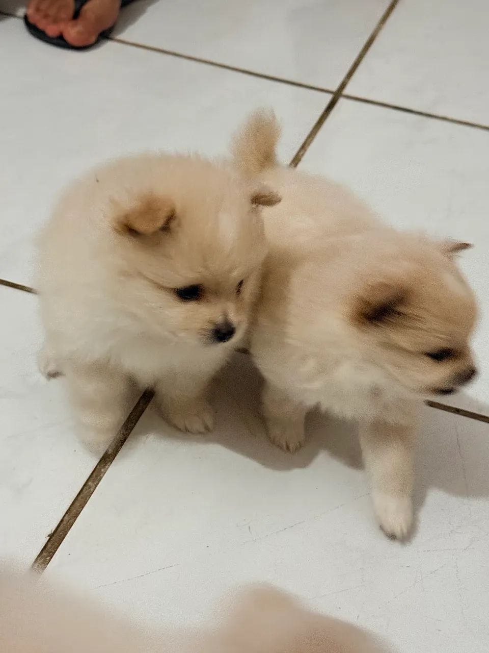 Filhotes de Spitz Alemão  - Foto 5