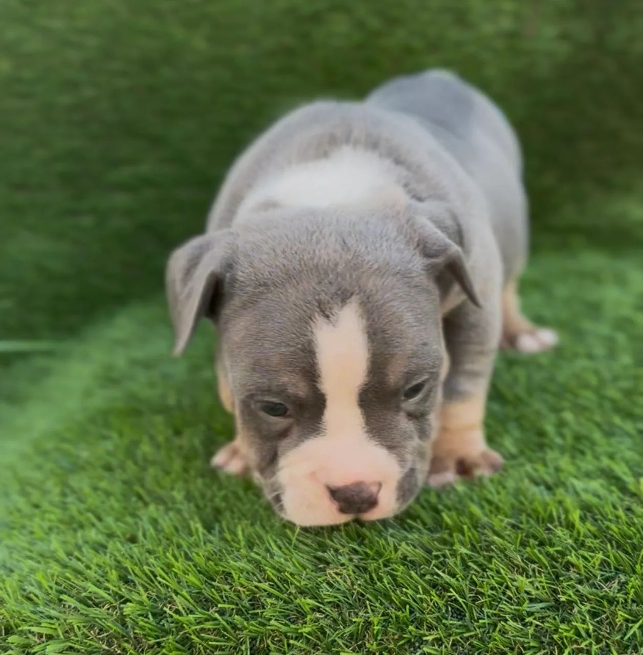 American bully macho  - Foto 2