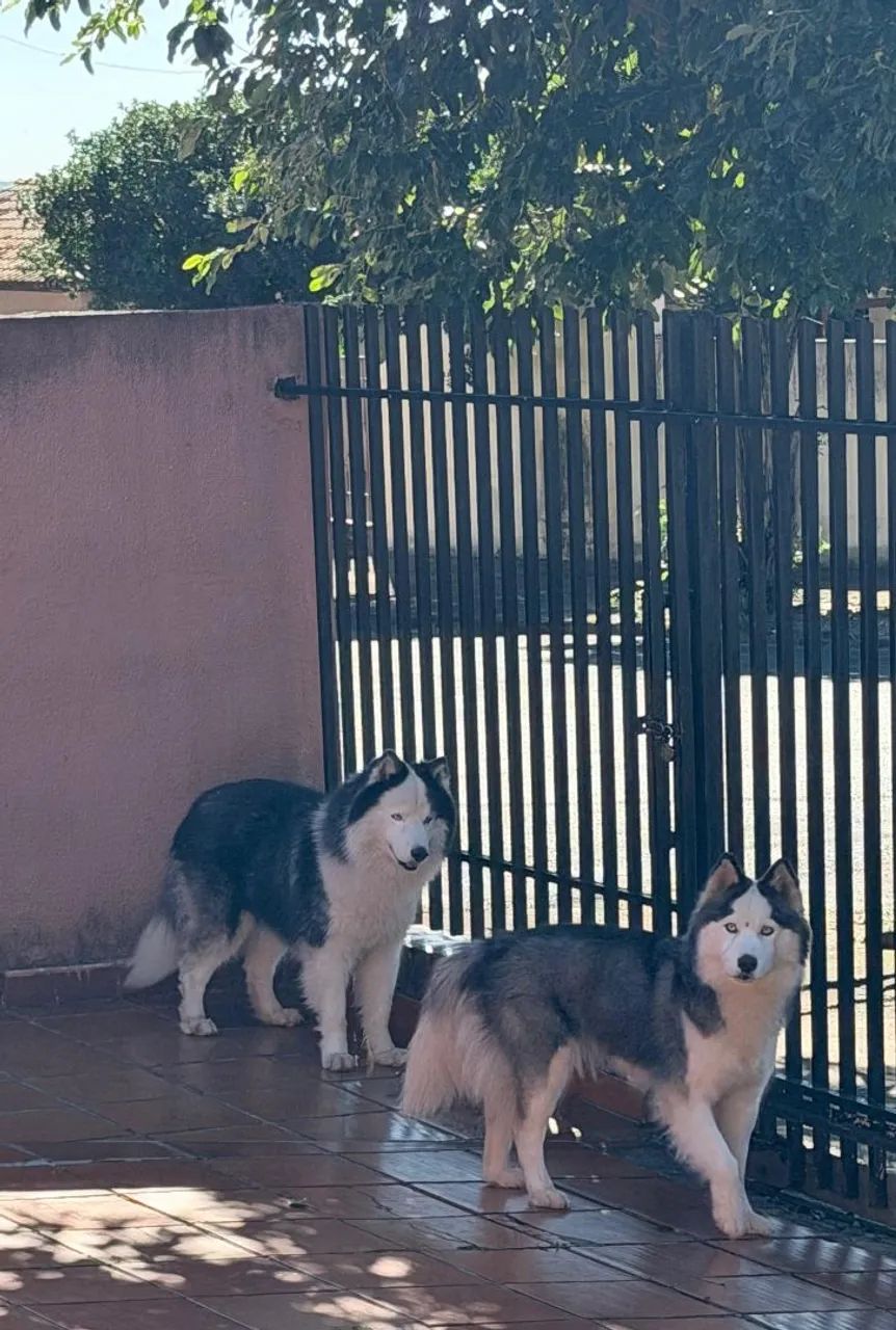 Filhotes de Husky Siberiano  - Foto 5