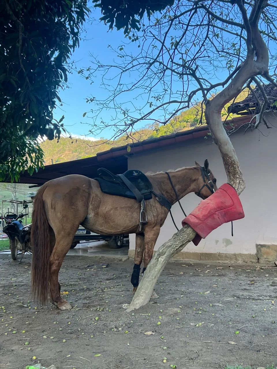 Égua Quarto de milha  - Foto 3