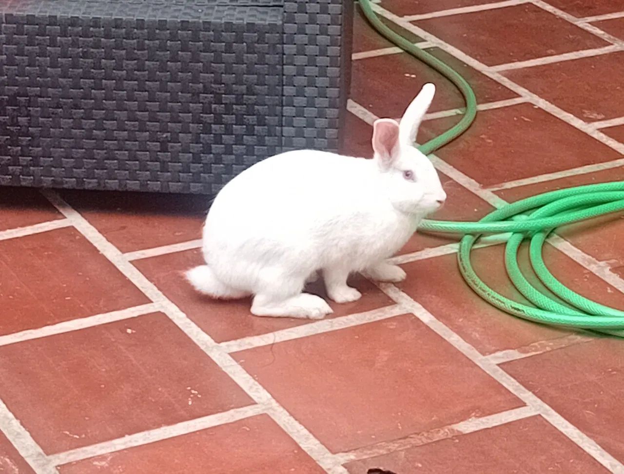 Coelho doação LEIA ANÚNCIO TODO!