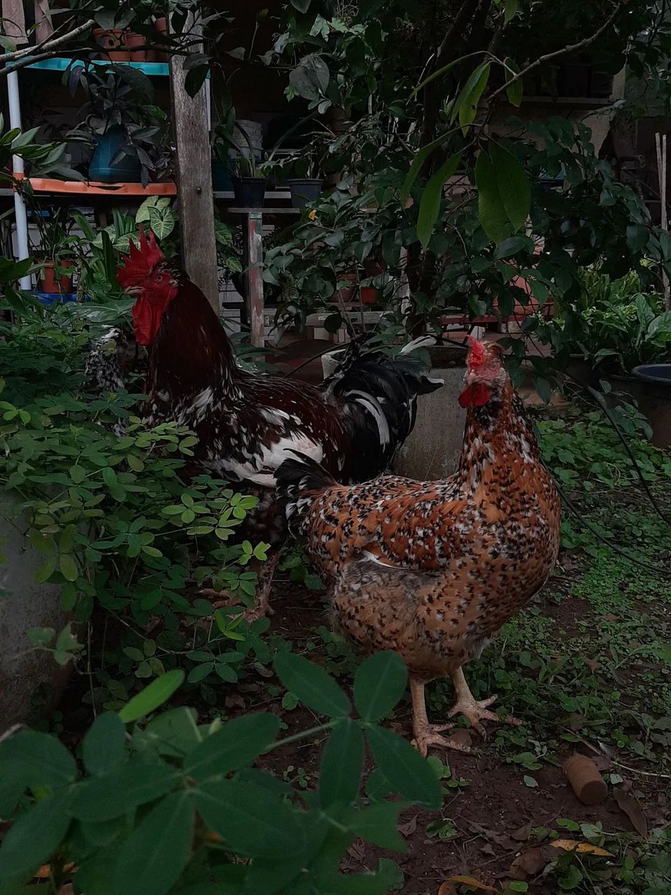 Ovos/Pintinhos de Galinha GSB | GENÉTICA PURA | - Foto 4
