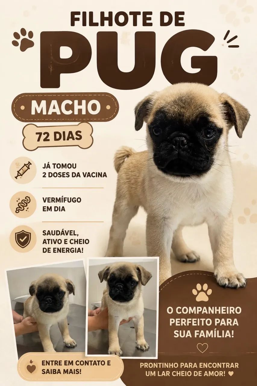 Pug macho  - Foto 2