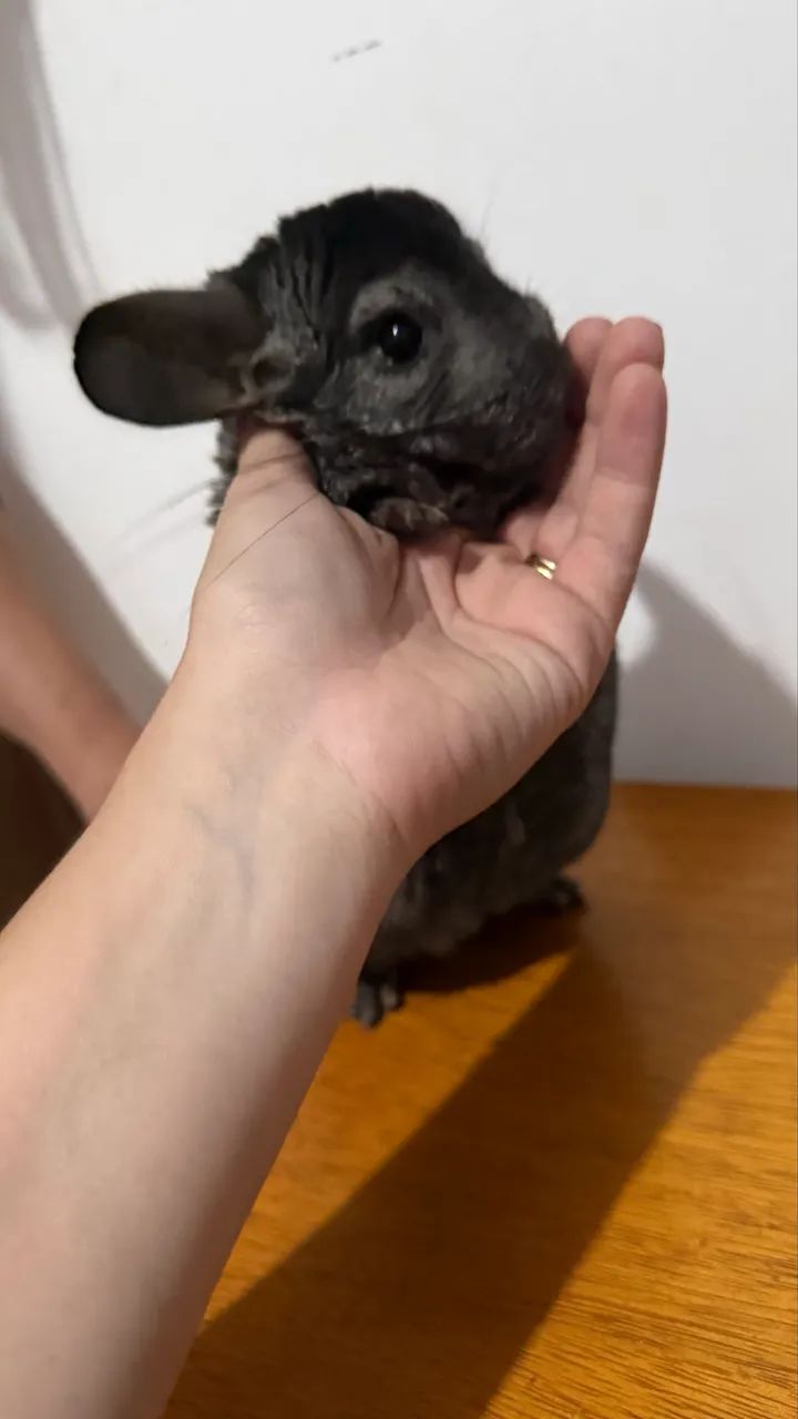 Chinchila com gaiola 