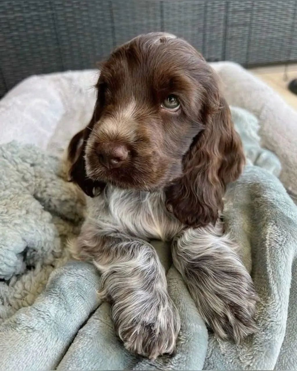 Filhotes de Cocker spaniel - Foto 4