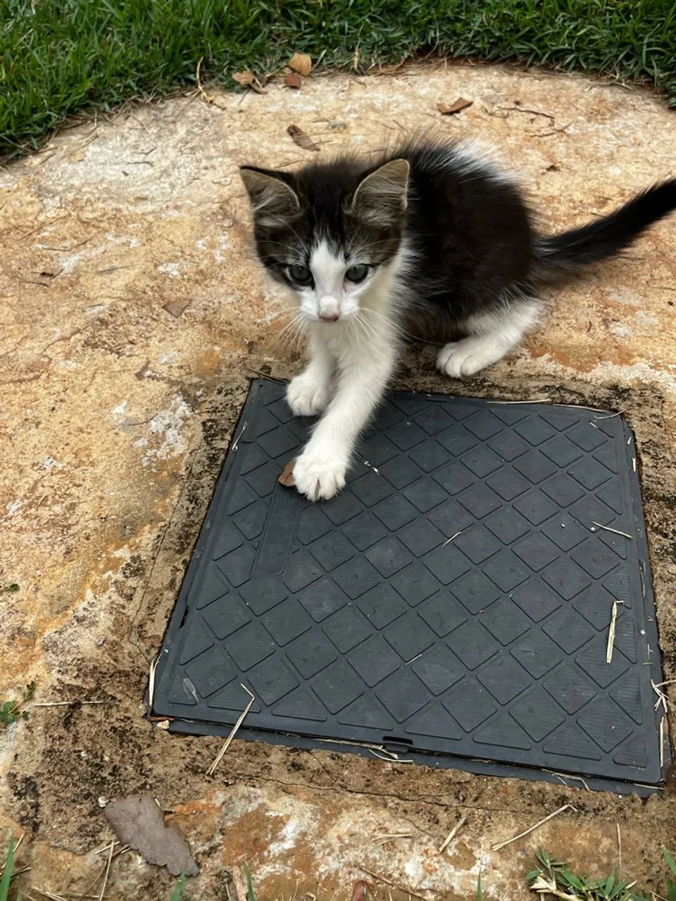 Doa-se gatinha  - Foto 4