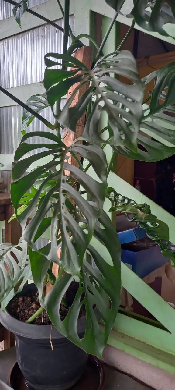 Vendo plantas diversas. - Foto 5
