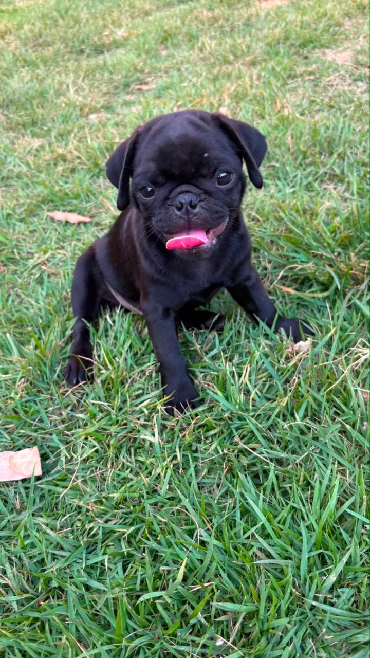 Pug MACHO