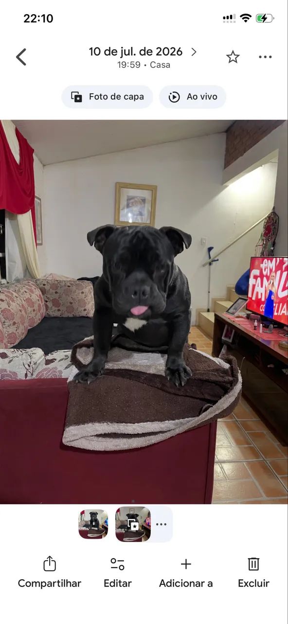 Vende se cachorro  - Foto 3