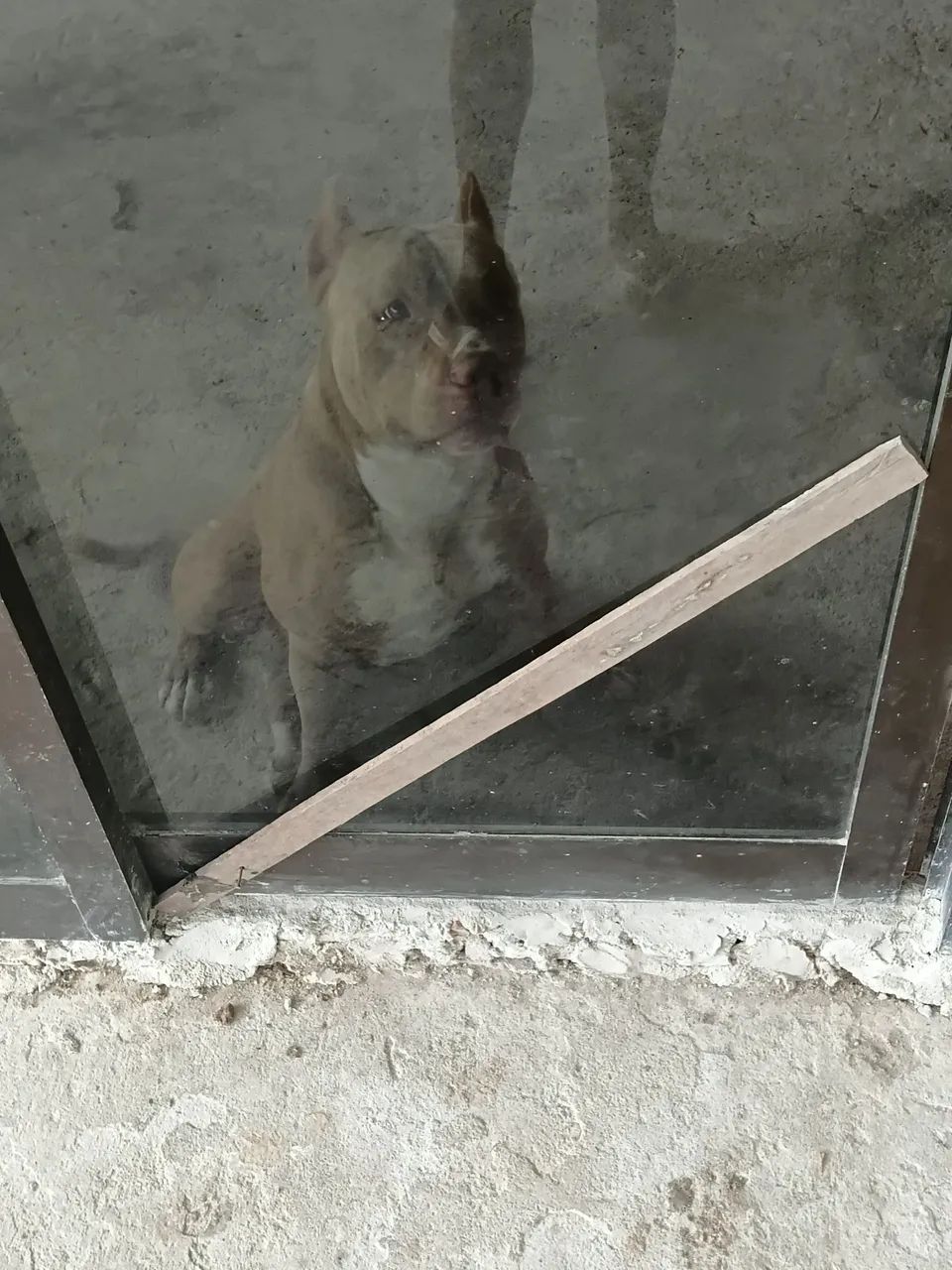 Vendo american bully $180 - Foto 3
