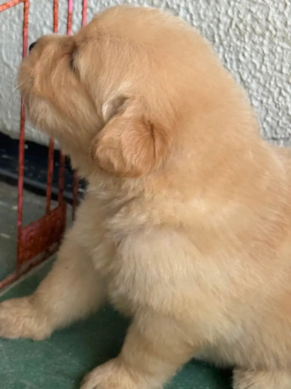 Golden Retriever  - Foto 2