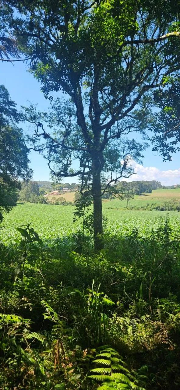 Terreno para sítio ou loteamento  - Foto 7