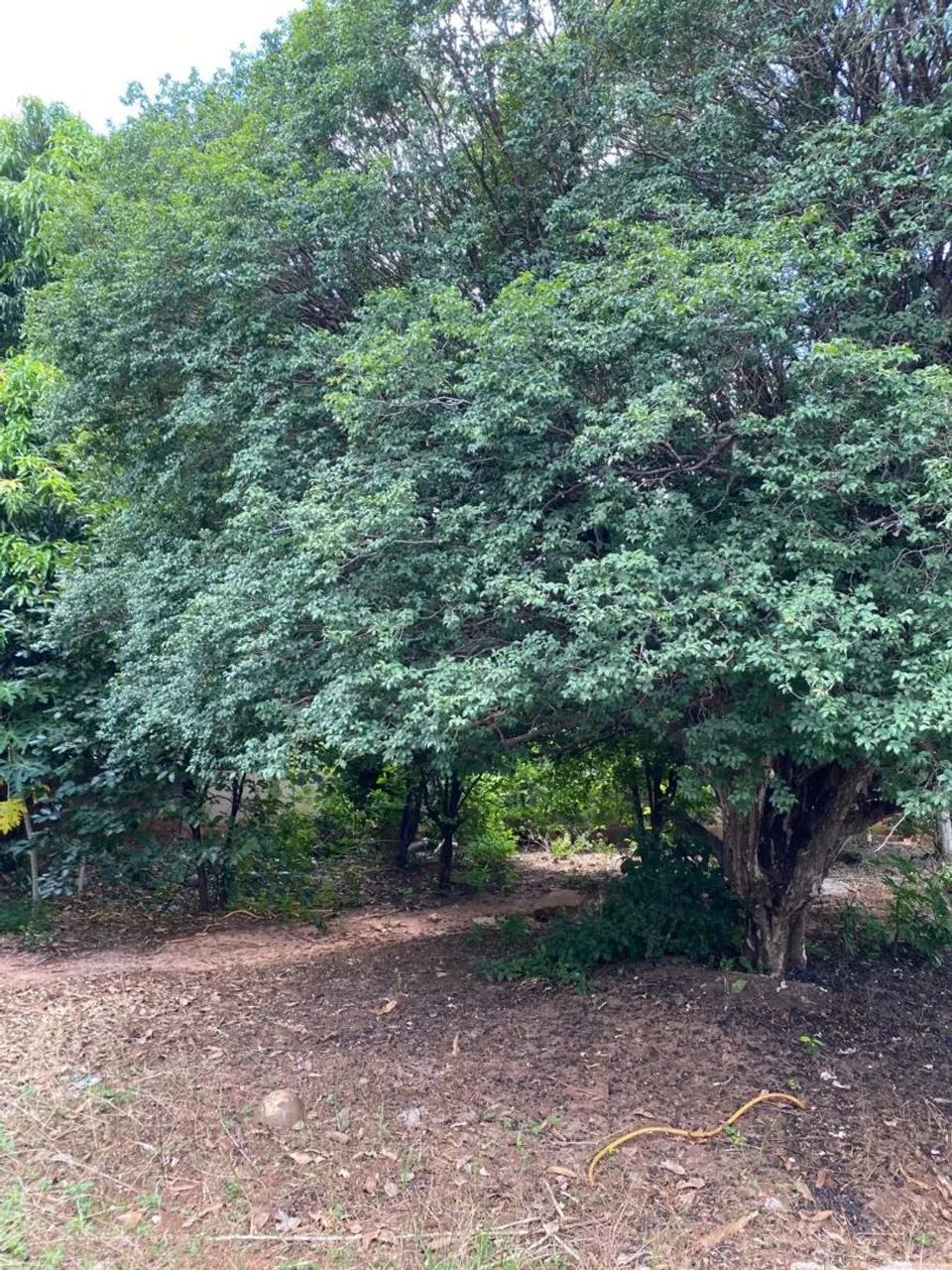 Jaboticabeira Sabará - Foto 2
