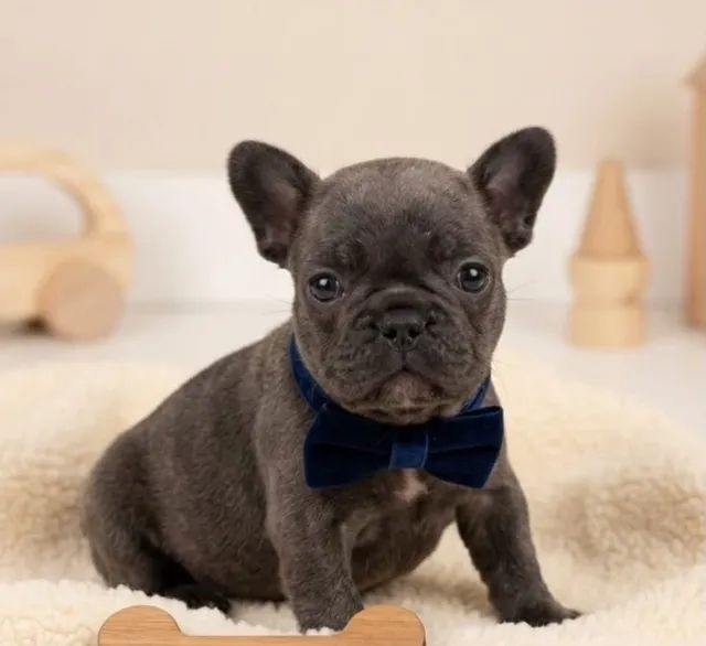 Filhotes de Buldogue Francês à venda - Foto 3