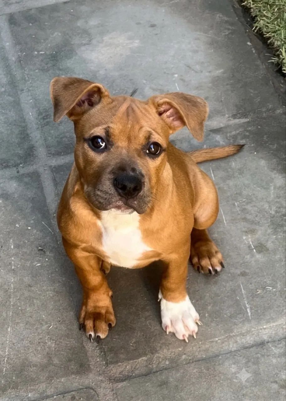 American Bully Pocket - Foto 3