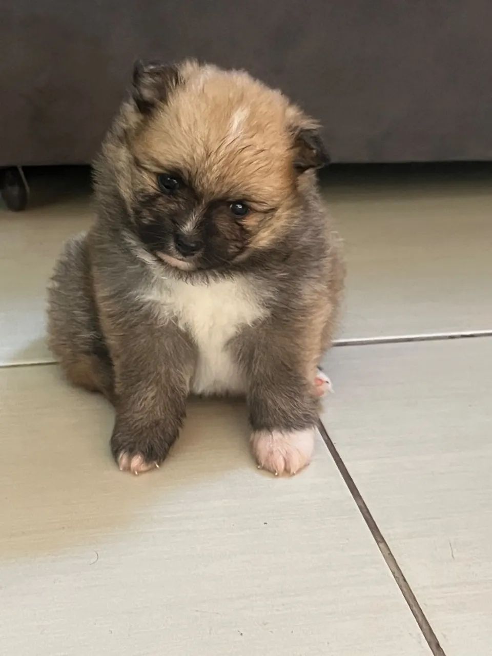 Pet - Foto 5