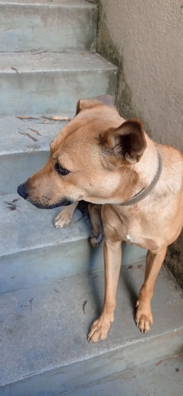Doa-se cão Caramelo macho - Foto 2