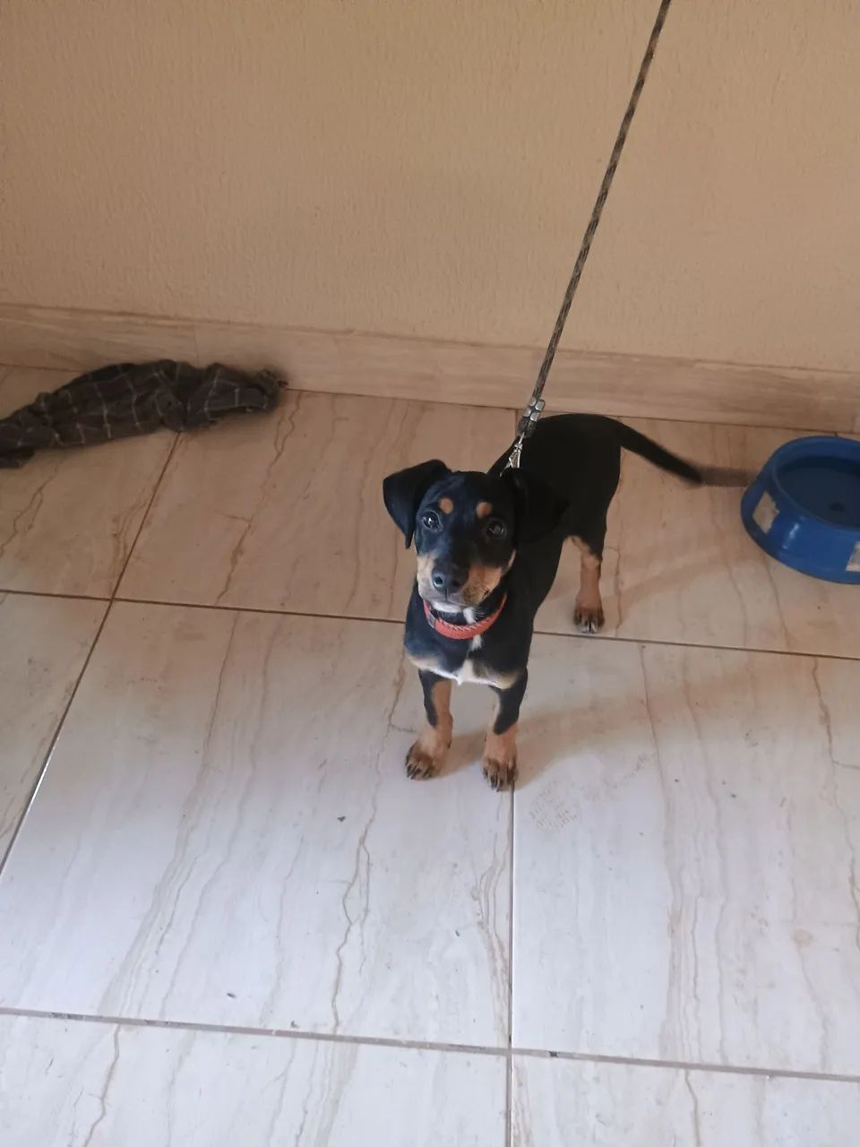 Doação cachorro  - Foto 4