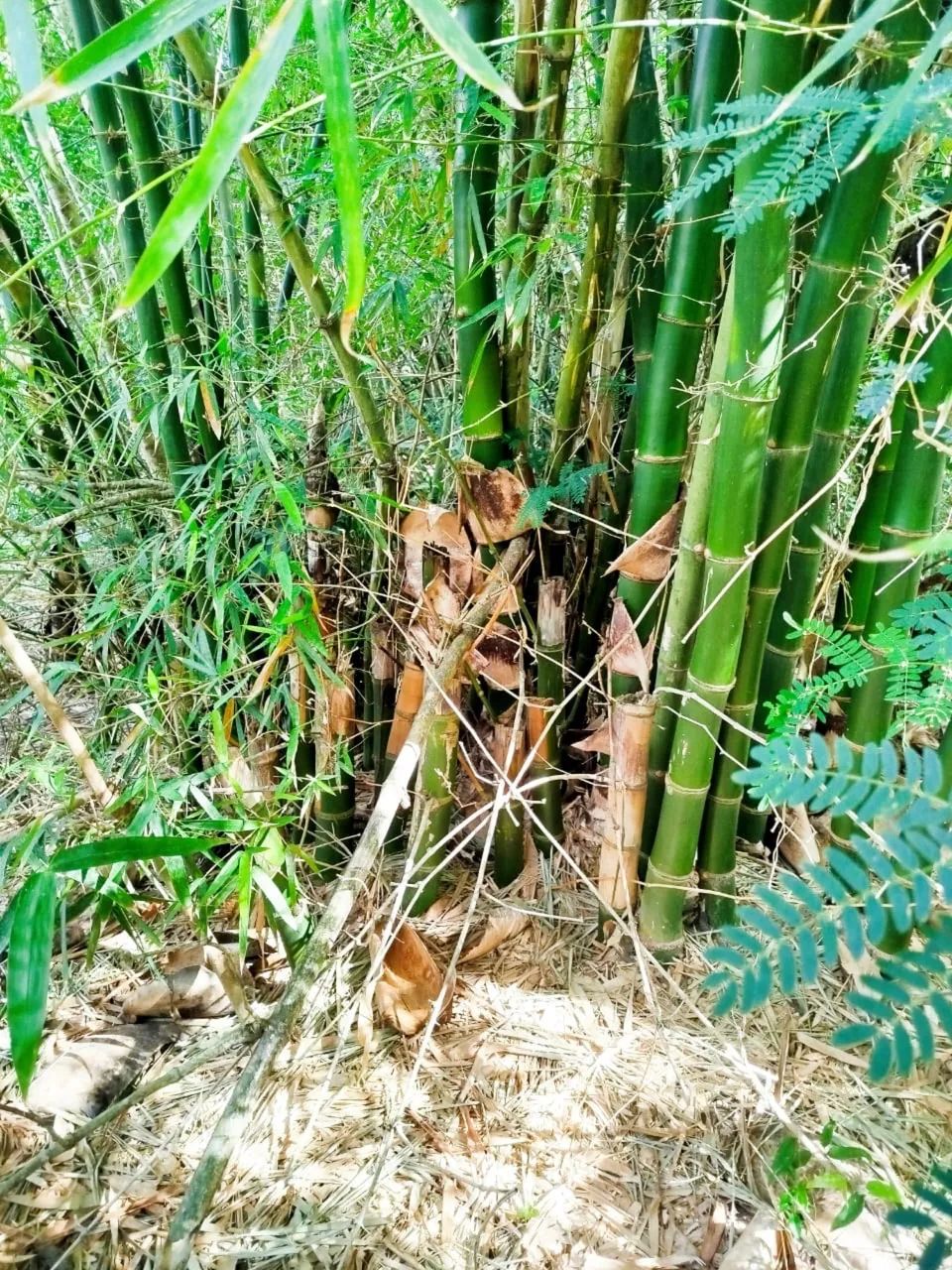 Terreno em Cabo Frio  - Foto 2
