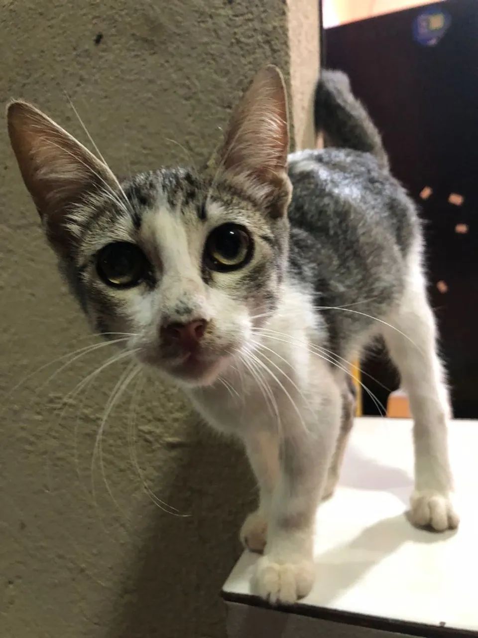 gatinho para doação  - Foto 2