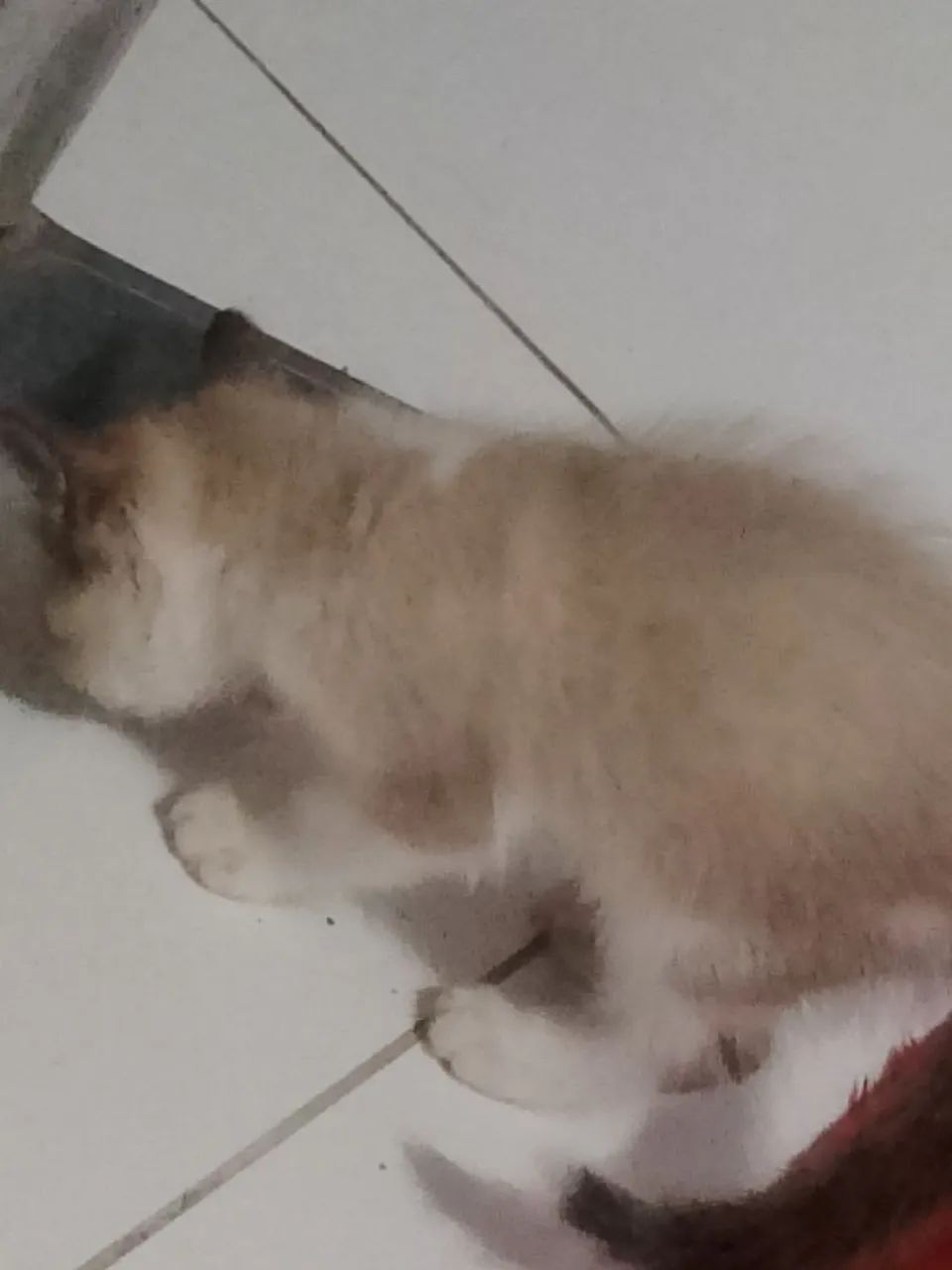 Gatinha - Foto 5