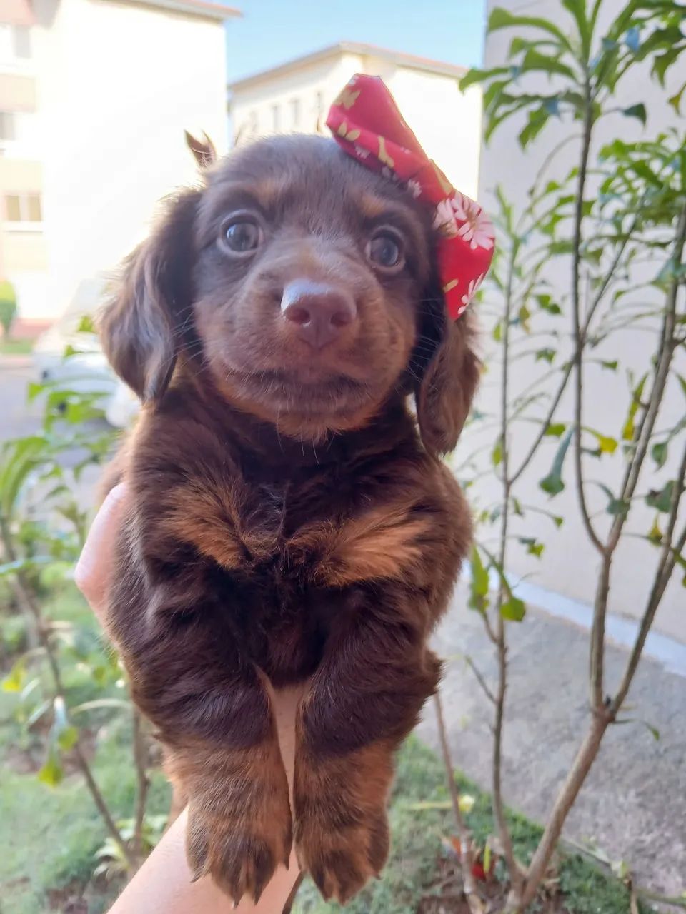 Dachshund  Fêmea  - Foto 3