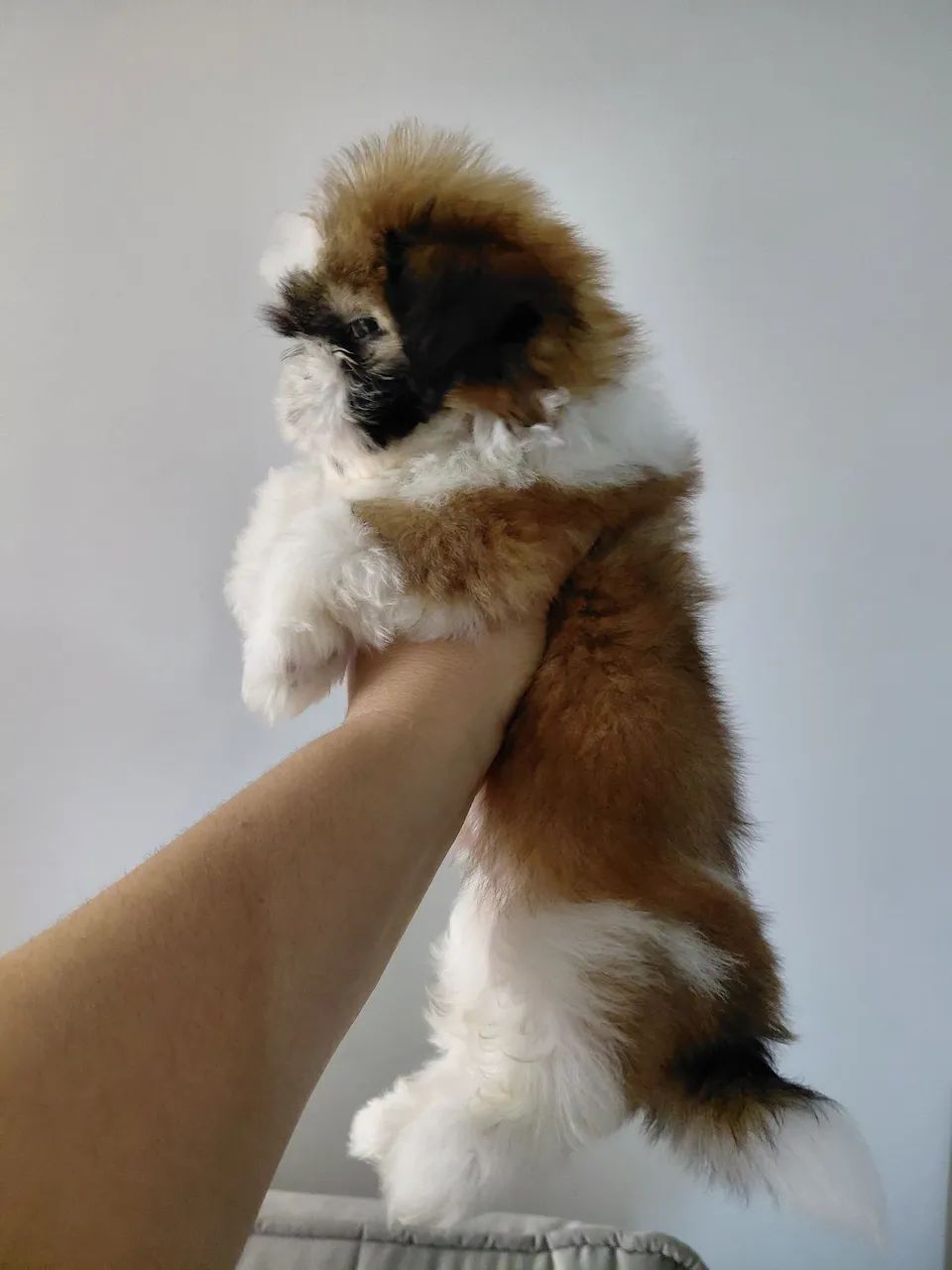 Shih tzu pra cruzar  - Foto 5