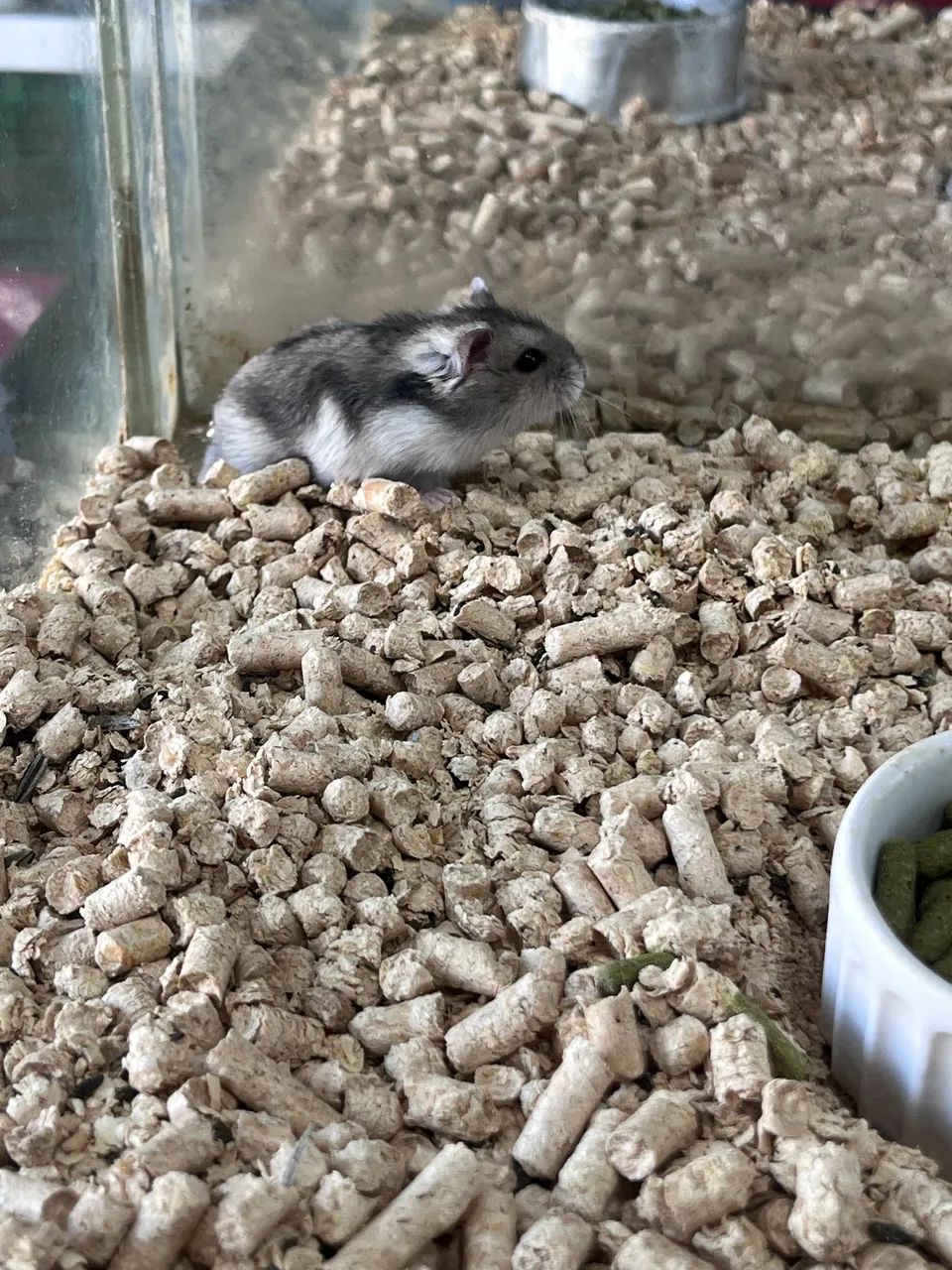 Hamster anão russo  - Foto 5
