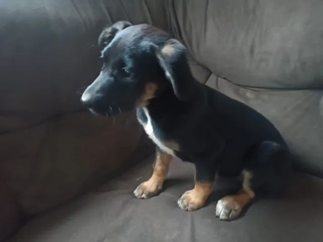 Doação de cachorros  - Foto 2