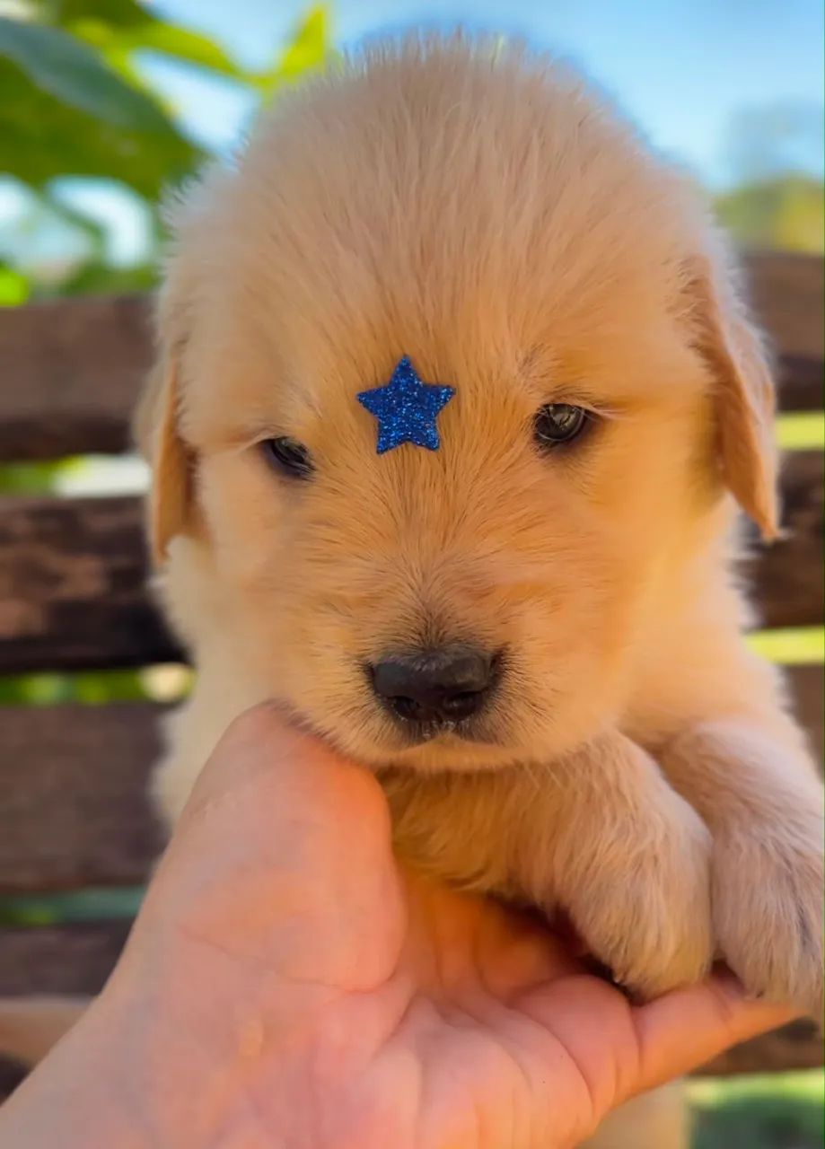 Filhote de golden retriever  - Foto 4