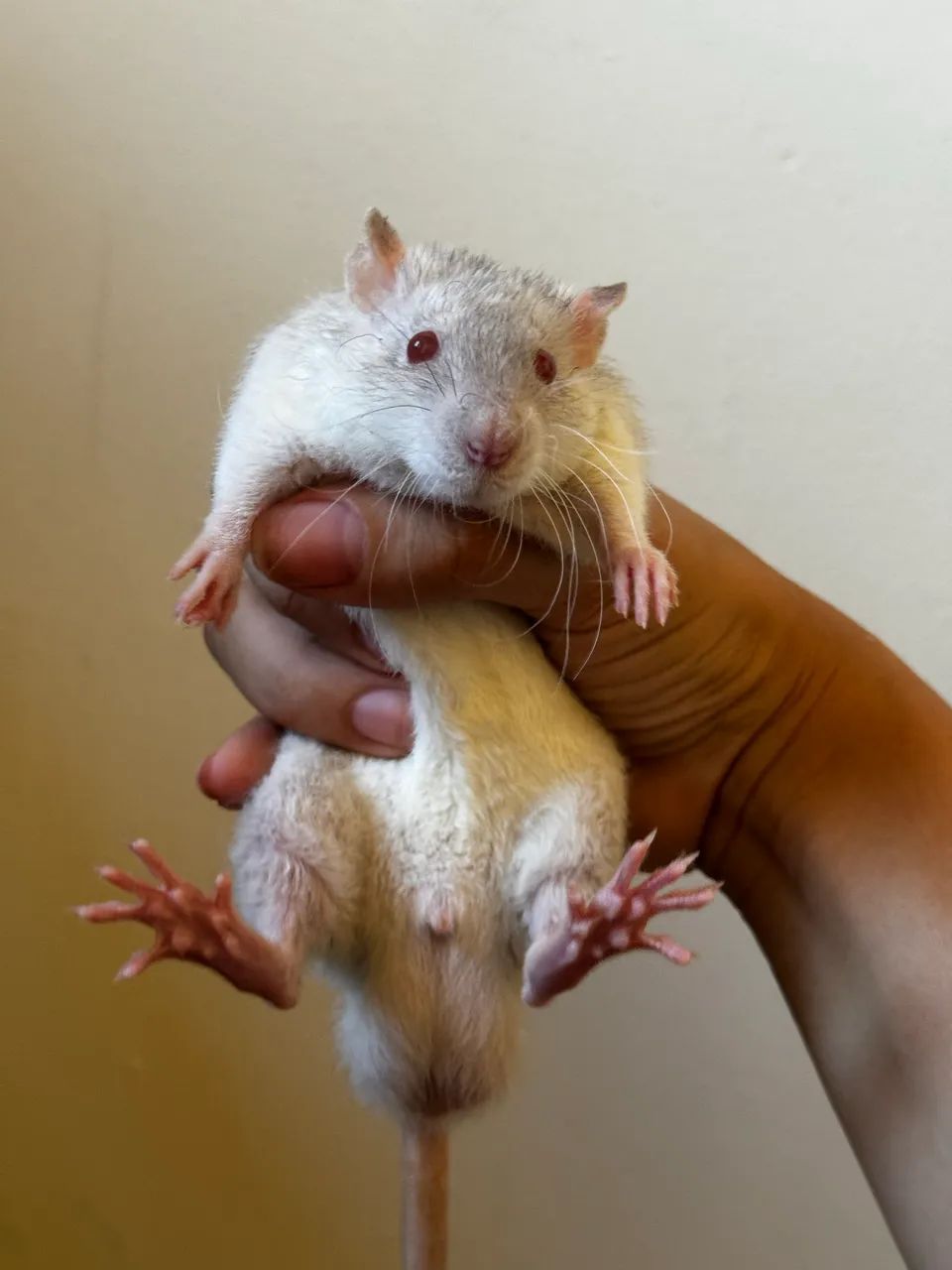 Ratos Twister - Foto 6