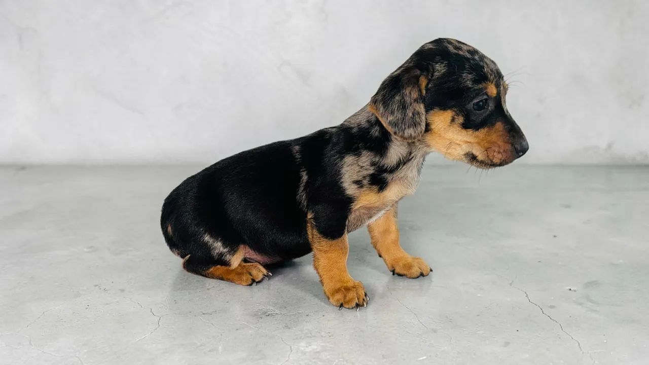 Promoção Daschund mini  - Foto 3