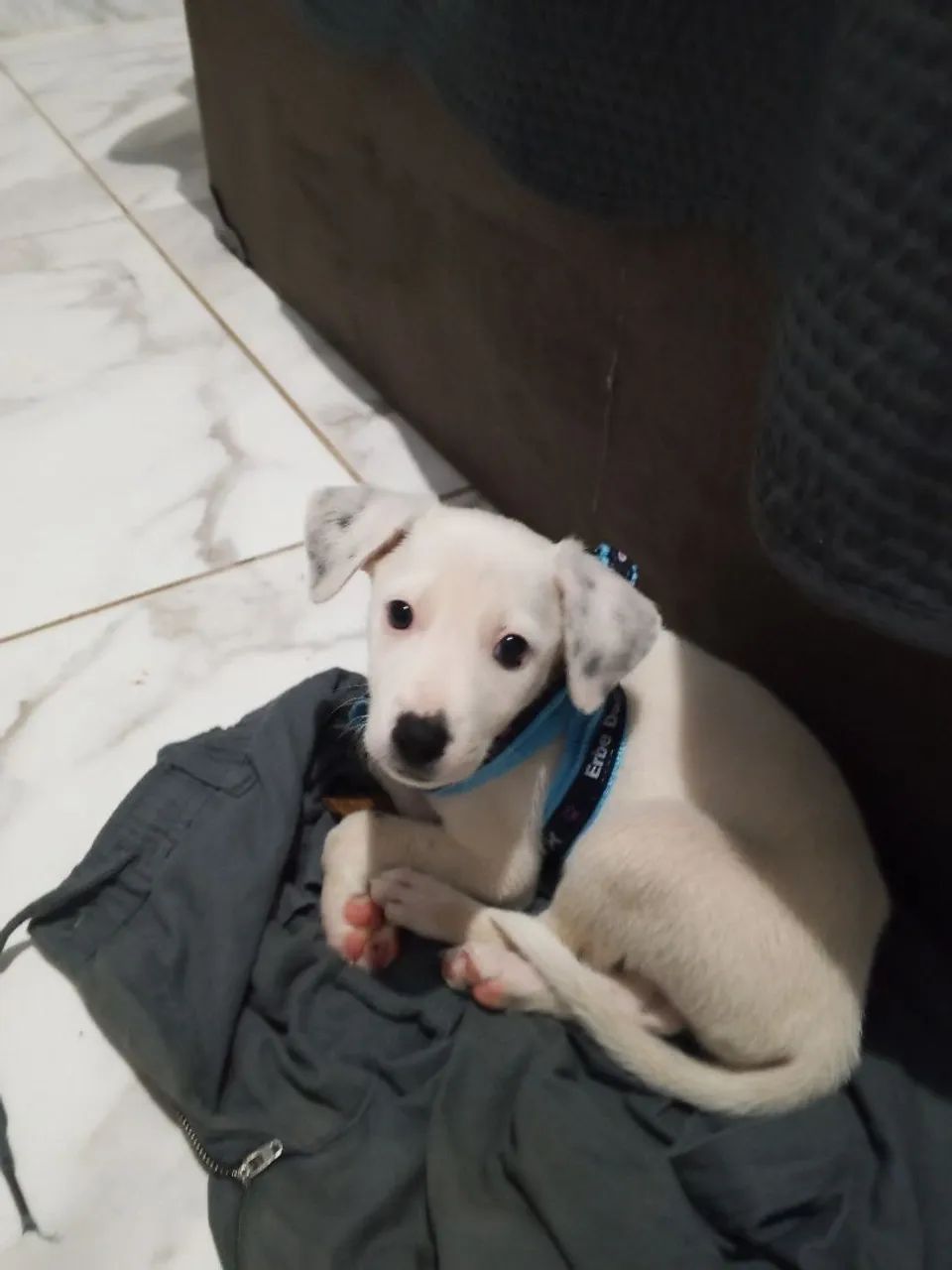 DOA-SE CACHORRO MACHO - Foto 2
